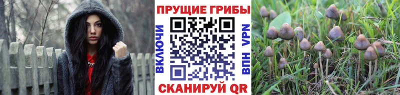 Галлюциногенные грибы Psilocybine cubensis  Купить где  Кировск 